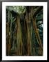 Aerial Roots Of Banyon Tree, Lord Howe Island, New South Wales, Australia by Grant Dixon Limited Edition Print