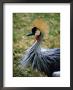 Portrait Of Crowned Crane (Balearica Regulorum Gibbericeps), South Africa by Ariadne Van Zandbergen Limited Edition Print
