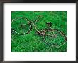 Bicycle Abandoned In A Field,County Wexford, Leinster, Ireland by Richard Cummins Limited Edition Pricing Art Print
