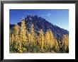 Mt. Stuart With Golden Larch Trees, Alpine Lakes Wilderness, Washington, Usa by Jamie & Judy Wild Limited Edition Print