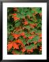 Sugar Maple Leaves In Fall, Vermont, Usa by Charles Sleicher Limited Edition Print