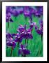 Purple Iris At Weyerhaeuser Rhododendron Display, Washington, Usa by William Sutton Limited Edition Print