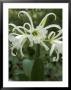 Hymenocallis X Festalis, Close-Up Of Flowers by Chris Burrows Limited Edition Print