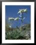 Edelweiss, Flower, Switzerland by Olaf Broders Limited Edition Print