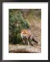 Red Fox, Young Male Fox Standing Amongst Pine Trees, Lancashire, Uk by Elliott Neep Limited Edition Print