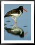 American Oystercatcher, Florida, Usa by Brian Kenney Limited Edition Pricing Art Print