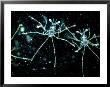 Squat Lobster, Phyllosoma Larva by Oxford Scientific Limited Edition Print