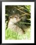 Otter Adult Emerging From Water, Uk by Mike Powles Limited Edition Print