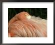 Greater Flamingo, Bill Tucked Under Wing by Mark Hamblin Limited Edition Print