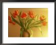Vase Of Tulips by Linc Cornell Limited Edition Pricing Art Print