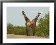 Kruger National Park, South Africa, Giraffe by Keith Levit Limited Edition Print