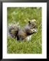 Grey Squirrel Holding A Piece Of Food by Dennis Macdonald Limited Edition Print