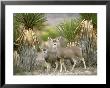 Mule Deer, Mother And Young, Mexico by Patricio Robles Gil Limited Edition Print