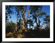 Loblolly Pines And Wax Myrtles On The Woodland Trail by Raymond Gehman Limited Edition Print