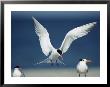 Royal Tern Descending In Flight by Klaus Nigge Limited Edition Print
