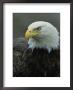 Close View Of An American Bald Eagle by Tom Murphy Limited Edition Print