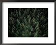 Aerial View Of An Evergreen Forest by Paul Chesley Limited Edition Print