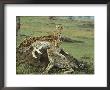 A Cheetah And Her Cubs Rest On A Dirt Mound by Norbert Rosing Limited Edition Print