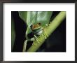 A Tree Frog Pauses On A Plant Stem by Jason Edwards Limited Edition Pricing Art Print