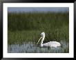 Eastern White Pelican Swimming Through Aquatic Grasses by Klaus Nigge Limited Edition Print