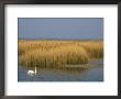 Mute Swan Swims Amongst Reeds In The Boddenland by Norbert Rosing Limited Edition Print