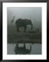 A Giraffe And Elephant Live In The Same Exhibit At The Pittsburgh Zoo by Michael Nichols Limited Edition Print