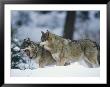 Wolves, Bayerischer Wald National Park, Germany by Norbert Rosing Limited Edition Print