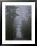 Ancient White Pines Line A Roadway In Superior National Forest by George F. Mobley Limited Edition Print