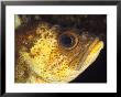 A Close View Of The Eye And Cheek Of A Quillback Rockfish by Bill Curtsinger Limited Edition Print