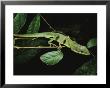 Lizard Crawling Across Tree Branches by Tim Laman Limited Edition Print