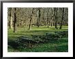 Green Picnic Tables And Benches In A Clearing Near Hardwood Trees by Raymond Gehman Limited Edition Print