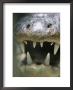 Close View Of The Open Mouth Of A Morelets Crocodile by Stephen Alvarez Limited Edition Print