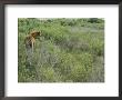 Chincoteague Pony In The Brush by Al Petteway Limited Edition Print