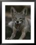 A Coyote Snarls In This Close View by Randy Olson Limited Edition Pricing Art Print