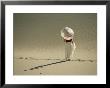 Lady With Parasol Standing In Sand Dunes And Casting A Shadow by Kate Thompson Limited Edition Pricing Art Print