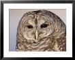 A Barred Owl (Strix Varia) At A Raptor Recovery Center by Joel Sartore Limited Edition Pricing Art Print