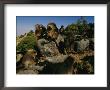 Male Gelada Bares His Teeth At An Intruding Bachelor Male by Michael Nichols Limited Edition Print