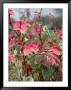 Snow On The Mountain Flower, Florida, Usa by Lisa S. Engelbrecht Limited Edition Pricing Art Print