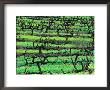 Coriole Vineyard - Barossa Valley, South Australia by John Hay Limited Edition Pricing Art Print