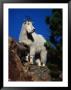 Mountain Goat On Rock Ledge,, Usa by Carol Polich Limited Edition Print