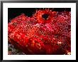 Portrait Of Scorpionfish, Danger Rock, Poor Knights Islands Marine Reserve, New Zealand by Jenny & Tony Enderby Limited Edition Print