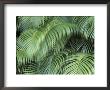 Palm Fronds, Big Island, Hawaii, Usa by John & Lisa Merrill Limited Edition Print