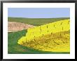 Patterns Of Wheat, Canola And Fallow Fields, Whitman County, Washington, Usa by Julie Eggers Limited Edition Print