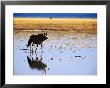 Gemsbock (Oryx Antelope) On Etosha Pan After Rains, Etosha National Park, Namibia by Christer Fredriksson Limited Edition Print