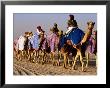 Race Camels Walk To Kuwait Camel Racing Club For Training Session, Kuwait by Mark Daffey Limited Edition Print