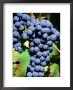 Pinot Noir Grapes Hanging On A Vine, South Africa by Christer Fredriksson Limited Edition Print