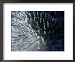 The Rare Haleakala Silversword Plant, Haleakala National Park, Maui, Hawaii by Ann Cecil Limited Edition Print