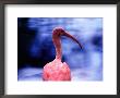 Portrait Of A Flamingo, Brazil by John Maier Jr. Limited Edition Pricing Art Print