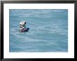 A California Sea Otter Bobs On The Waters Surface by Rich Reid Limited Edition Pricing Art Print