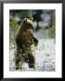 A Brown Bear Runs Over A Frozen Bog In Winter by Mattias Klum Limited Edition Pricing Art Print